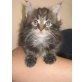 Maine Coon - Kater