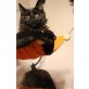 Maine Coon - Kater