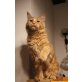 Maine Coon - Kater