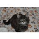 Maine Coon - Kater