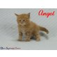 Maine Coon - Kater