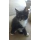 Maine Coon - Kater
