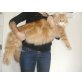 Maine Coon - Kater