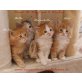 Maine Coon - Kater