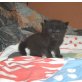 Maine Coon - Kater