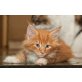 Maine Coon - Kater