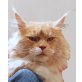 Maine Coon - Kater