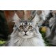 Maine Coon - Kater