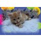 Maine Coon - Kater
