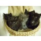 Maine Coon - Kater