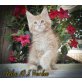 Maine Coon - Kater
