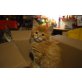 Maine Coon - Kater