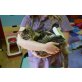 Maine Coon - Kater