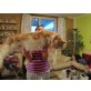 Maine Coon - Kater