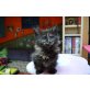 Maine Coon - Kater