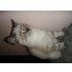 Maine Coon - Kater