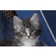 Maine Coon - Kater