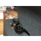Maine Coon - Kater