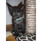 Maine Coon - Kater