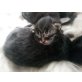 Maine Coon - Kater
