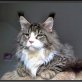 Maine Coon - Kater