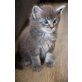 Maine Coon - Kater