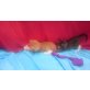 Maine Coon - Kater