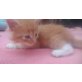 Maine Coon - Kater