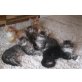 Maine Coon - Kater