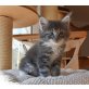 Maine Coon - Kater