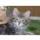 Maine Coon - Kater