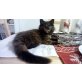 Maine Coon - Kater