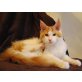 Maine Coon - Kater