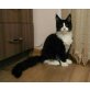 Maine Coon - Kater