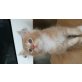 Maine Coon - Kater