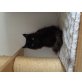Maine Coon - Kater