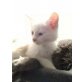 Maine Coon - Kater