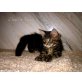Maine Coon - Kater