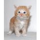 Maine Coon - Kater