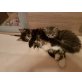 Maine Coon - Kater