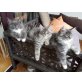 Maine Coon - Kater
