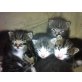 Maine Coon - Kater