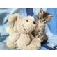 Maine Coon - Kater