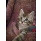 Maine Coon - Kater
