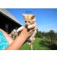 Maine Coon - Kater