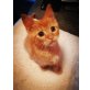 Maine Coon - Kater