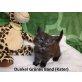 Maine Coon - Kater