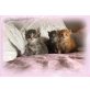 Maine Coon - Kater