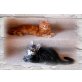 Maine Coon - Kater
