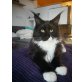 Maine Coon - Kater